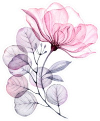 Transparent Floral Set Isolated Arrangement Of Big Pink Rose Sticker