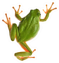 Tree Frog Isolated On White Sticker