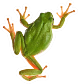 Tree Frog Isolated On White Sticker
