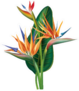 Tropical Arrangement With Strelitzia Flowers Sticker