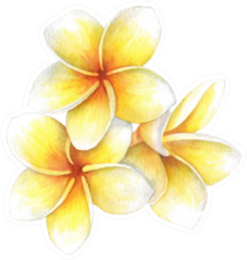 Tropical Flower Plumeria Botanical Watercolor Sticker