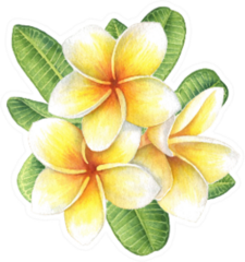 Tropical Flower Plumeria Bunch Sticker