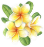 Tropical Flower Plumeria Bunch Sticker
