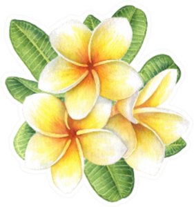 Tropical Flower Plumeria Bunch Sticker