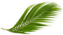 Tropical Green Palm Leaf Sticker