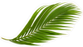 Tropical Green Palm Leaf Sticker