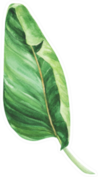 Tropical Isolated Leaf Watercolor Jungle, Botanical Drawing Sticker