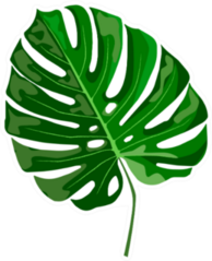 Tropical Leaf Monstera Sticker