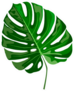 Tropical Leaf Monstera Sticker