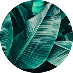 Tropical Leaf Texture, Large Palm Foliage Sticker