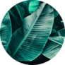 Tropical Leaf Texture, Large Palm Foliage Sticker