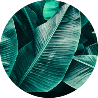 Tropical Leaf Texture, Large Palm Foliage Sticker