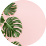 Tropical Leaves Monstera On Pink Background Sticker