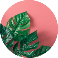 Tropical Palm Leaves On Pink Background Sticker