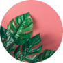 Tropical Palm Leaves On Pink Background Sticker