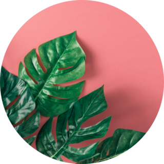 Tropical Palm Leaves On Pink Background Sticker