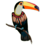 Tropical Toucan Beautiful Sticker