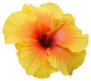 Tropical Yellow Hibiscus Sticker