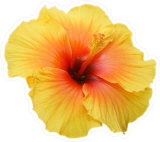 Tropical Yellow Hibiscus Sticker
