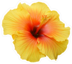 Tropical Yellow Hibiscus Sticker