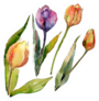 Tulip Floral Botanical Wild Spring Watercolor Sticker