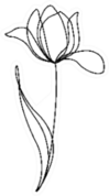 Tulip Flower Line Continuous Sticker