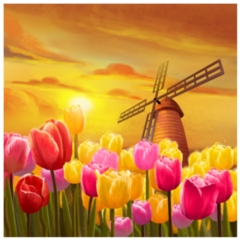 Tulips Garden Nature Netherlands Sticker