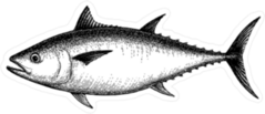 Tuna Illustration Sticker