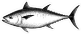 Tuna Illustration Sticker