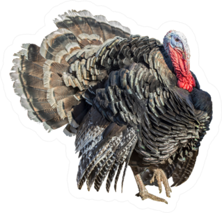 Turkey Isolated On A White Background Sticker