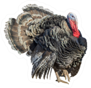 Turkey Isolated On A White Background Sticker