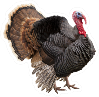 Turkey Isolated On The White Background Sticker