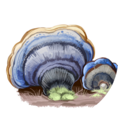 Turkey Tail Mushroom Art Illustration Sticker