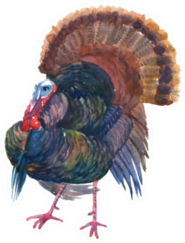 Turkey Watercolor Painting Illustration Sticker