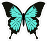 Turquoise and Black Butterfly Stickers and Decals