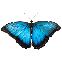 Turquoise Blue Morpho Butterfly Sticker