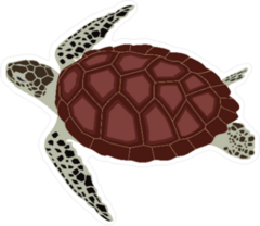 Turtle Illustration Sticker