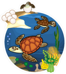 Turtle Life Cycle Sticker