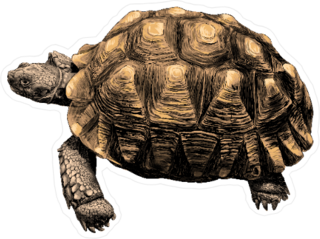 Turtle with Large Shell Sticker
