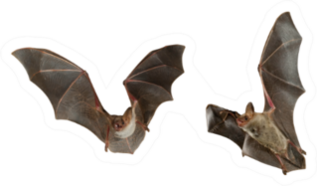 Two Bats Flying Sticker