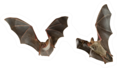 Two Bats Flying Sticker