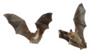 Two Bats Flying Sticker