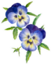 Two Blue Pansies With Leaves Sticker