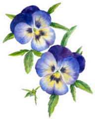Two Blue Pansies With Leaves Sticker