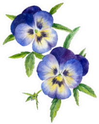 Two Blue Pansies With Leaves Sticker