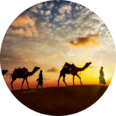 Two Cameleers With Camels Silhouettes Of Desert Sunset Sticker