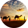 Two Cameleers With Camels Silhouettes Of Desert Sunset Sticker