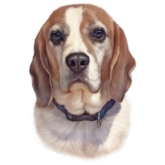 Two Color Beagle Sticker