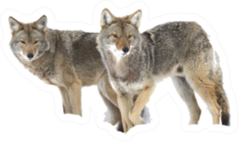 Two Coyotes Hunting In The Snow Sticker
