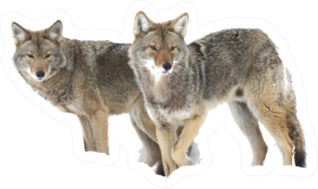 Two Coyotes Hunting In The Snow Sticker